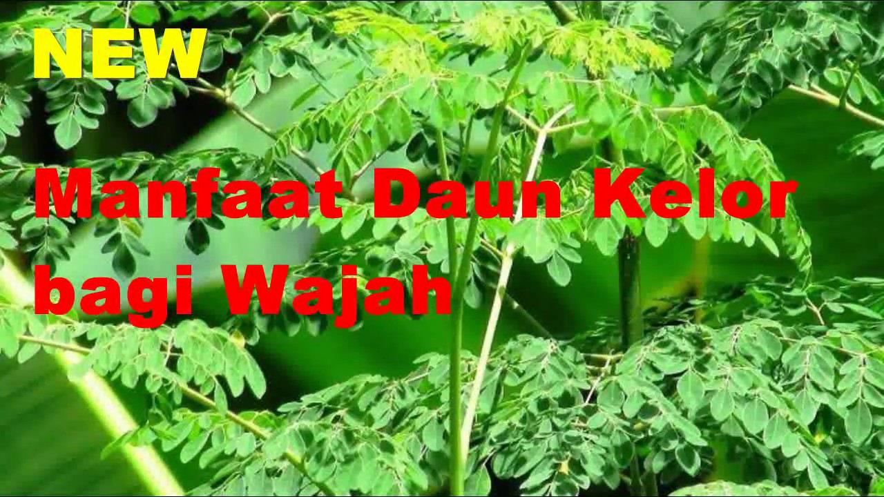 WOW Luar Biasa || Manfaat Daun Kelor bagi Perawatan Wajah || 