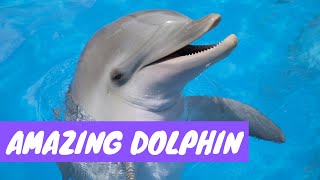 Dolphins Funny Compilation (2019) | Amazing Dolphins Videos! by Pet Moments 2,617 views 5 years ago 1 minute, 25 seconds