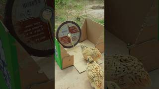 Best Amazing Quick Quail Trap