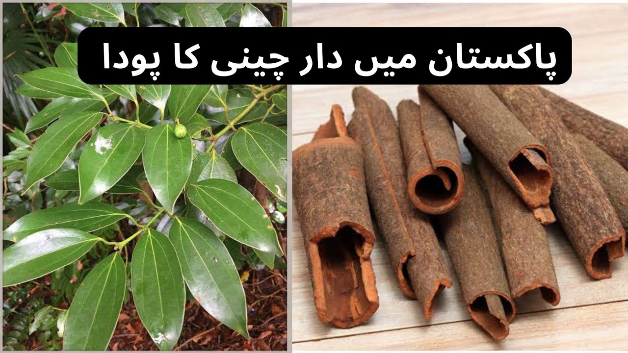 Grow Cinnamon Plant In Pakistan Rare Garden YouTube