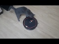 Says the robot vacuum cleaner Volodya  Swears at the cat  Artificial intelligence