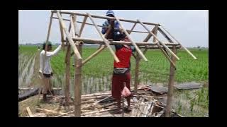 bikin gubuk di sawah (saung)