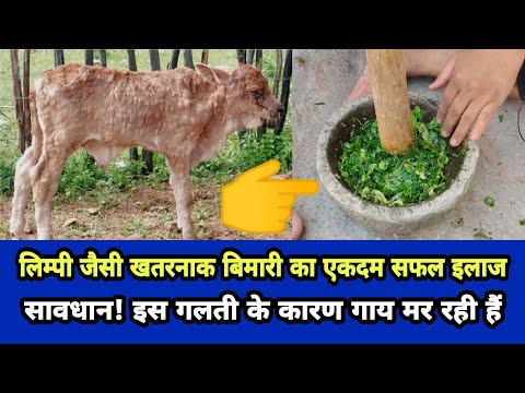 वीडियो: लिपिया सूचना: मैक्सिकन अजवायन के उपयोग और देखभाल के बारे में जानें