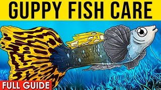 Guppy Fish Basic Care Guide For Beginners | How To Care For Fancy Guppies