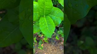 Dew Drops Environment Rd