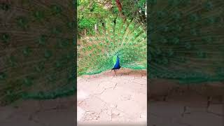 Good Morningpea Dance