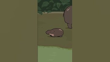 Audio: zedafolha.oficial   Moo Deng #nivoraanimation #funny #cuteanimals #cute #moodeng