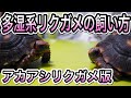 多湿系リクガメの飼い方　飼育設備＋α (アカアシリクガメ版)