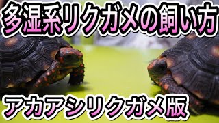 多湿系リクガメの飼い方　飼育設備＋α (アカアシリクガメ版)