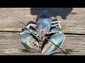 Ultrarare cotton candy lobster caught in maine at 1100 million odds  livenow from fox
