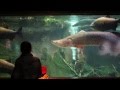 view #ZooVets: Arapaima Procedure digital asset number 1