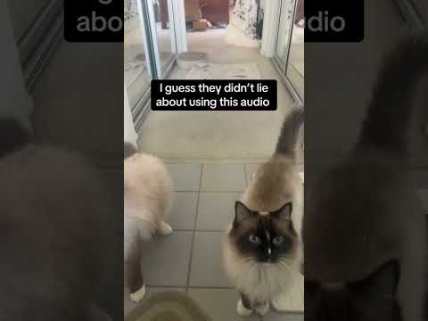 Trending Tiktok Capcutedit Tiktoktrend Cat Catvideos Kitten Animals