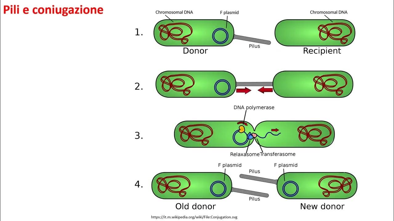 потомство одной бактериальной клетки