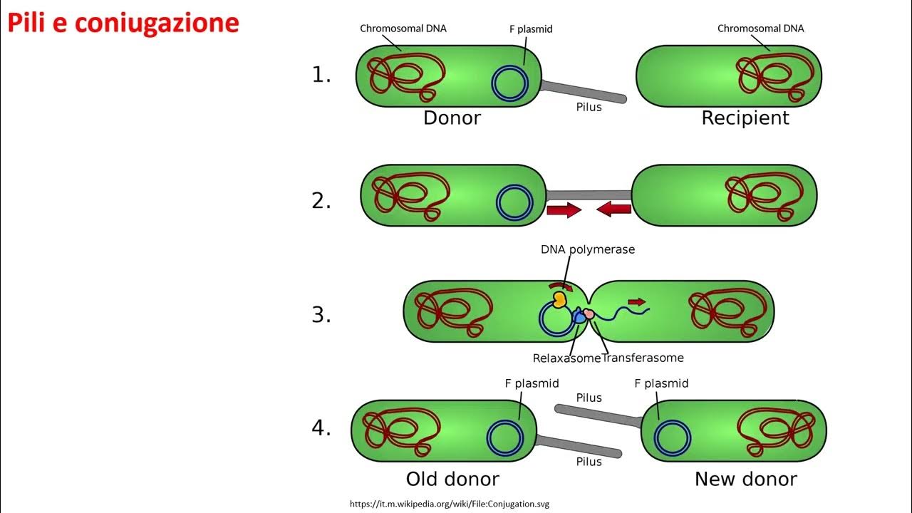Вирус бактерия или плазмида несущая встроенный фрагмент. Конъюгация 2 микробиология. Конъюгация Ледерберг. Половой процесс у бактерий. Конъюгация бактерий.