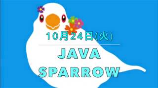 【Java sparrow】10月24日