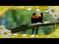  parrots rainbow  africa music mix 