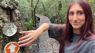 Details lofi ASMR on a hike in the rain News