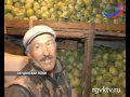 В Акушинском и Левашинском районах собрали в этом году рекордный урожай овощей