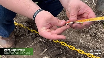 Corn Stand Assessment: What to Look For