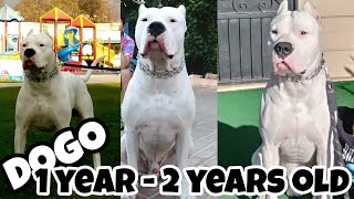WATCH ME GROW DOGO | 1 YEAR OLD - 2 YEARS OLD by DeLaGhetto Dogos 10,277 views 3 years ago 4 minutes, 55 seconds