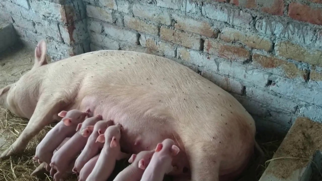 Pig Farming in India (Secure Farmtech)