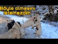 KANGAL ARYA ÇOBAN  KÖPEKLERİNE SALDIRDI | KANGALIN SEFİLİ OLMAZ !!