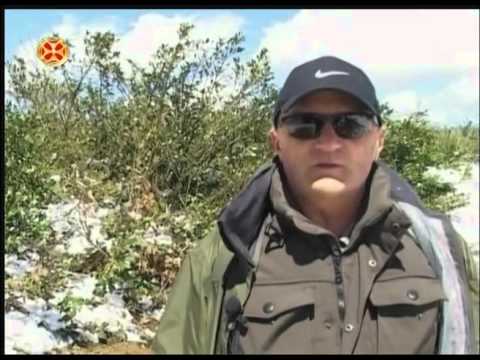 შქერის მარადმწვანე ქვეტყე სოფელ ცედანში