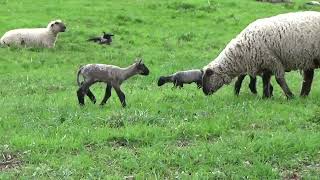 Happy lambs