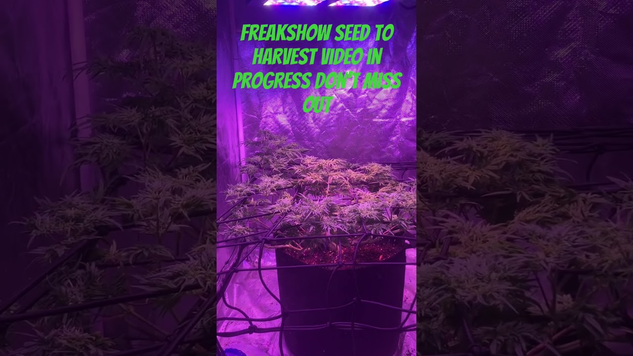 The Freakshow one of most unique strains in the cannabis world bred by Humboldt seed company.￼