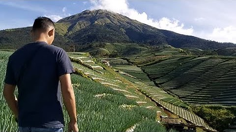 sejuknya negeri sayur sukomakmur di desa lereng gunung sumbing magelang