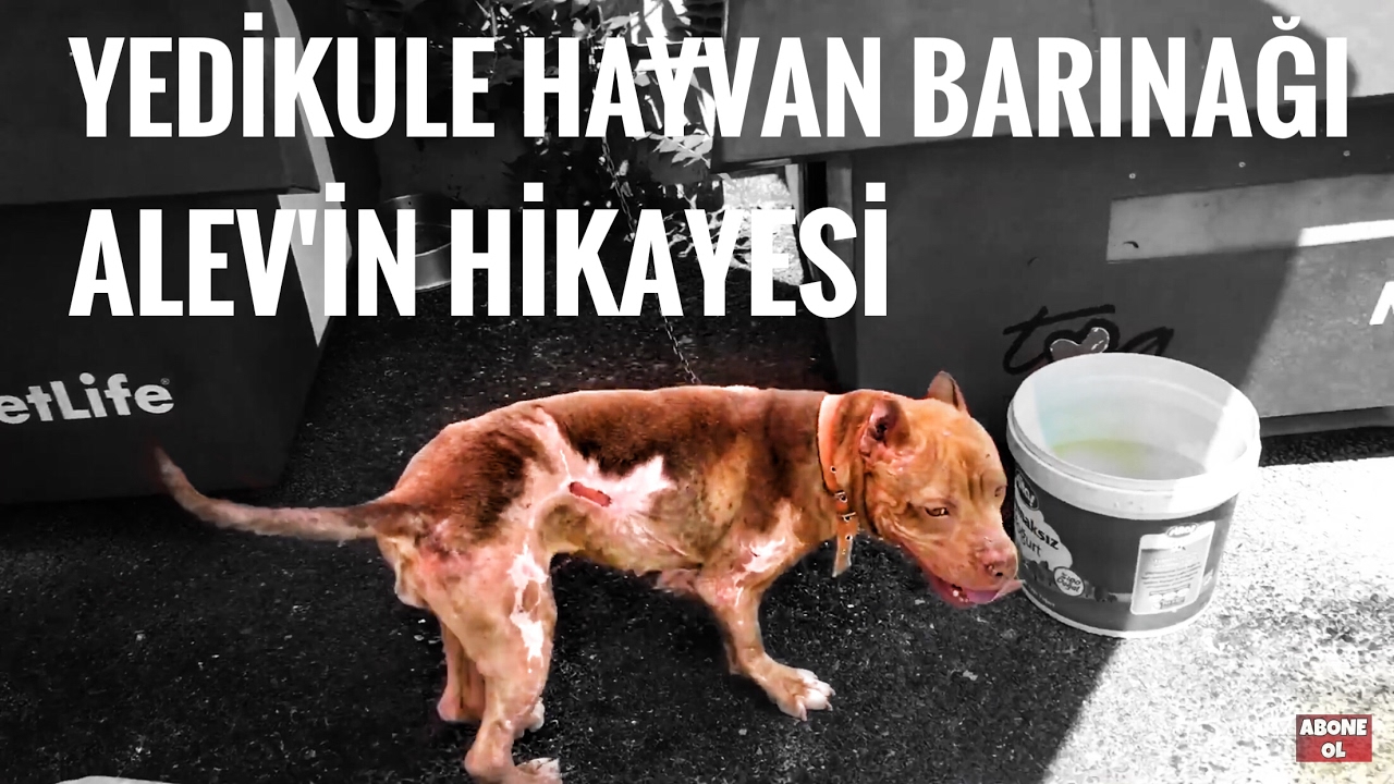 Yedikule Hayvan Barinagi Alev In Hikayesi Youtube