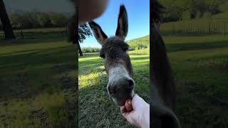 Can’t believe he is not mad after his hoof trim! 🥹😍 #donkey #donkeyhoof