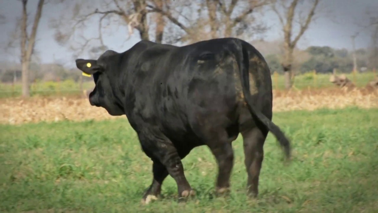 MOISÉS • SULTANA FRANCESCO 1556 AON T/E • Semen Disponible