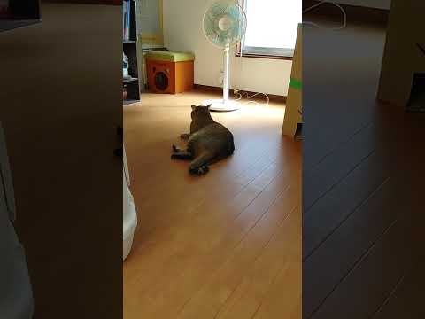 挨拶を交わす　大吉　　 #japanesecat #日本猫