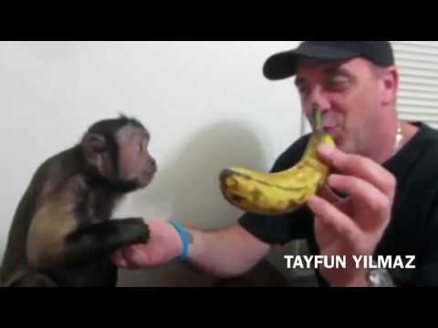 TAYFUN YILMAZ | BAĞIMLI MAYMUN VİNE