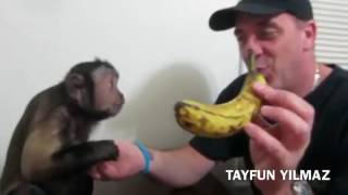 Tayfun Yilmaz Bağimli Maymun Vi̇ne