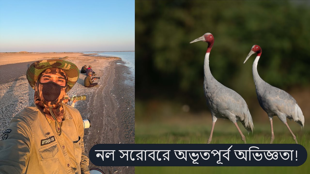 Gujarat Safari: শিকারি পাখিদের রাজ্য | নল সরোবরের রঙিন জগৎ!  | Bengali Wildlife Vlog , Bangla Vlog