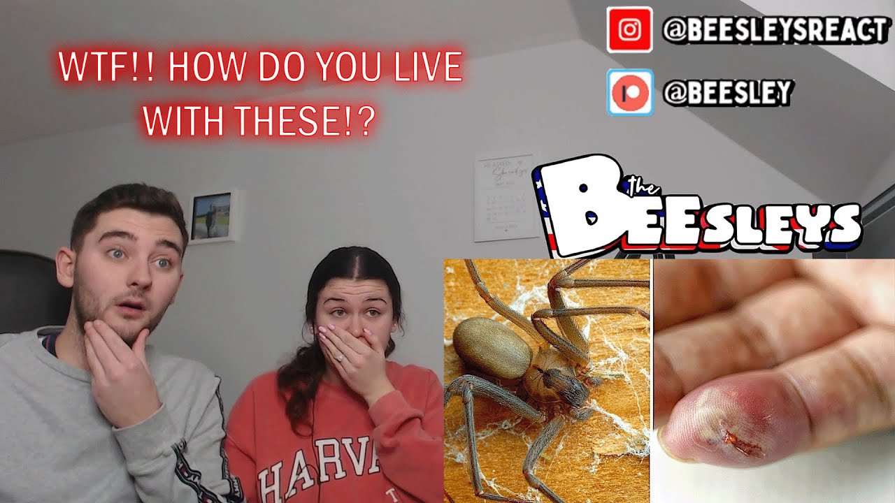 British Couple Reacts to 10 Most Dangerous Animals in the U.S.