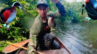 CUIDADO COM OS DEDOS? Pesquei Piranha da forma mas Raiz possível.Selva Amazônia 