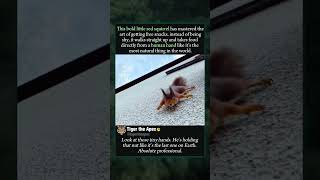 Adorable Red Squirrel Eating from Hand #squirrel #cuteanimals