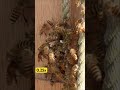 The Fatal Mistake of a Hornet, dead in Hot defensive bee ball