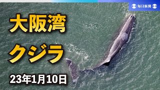 大阪湾のクジラ、動きより少なく　SNSで「淀ちゃん」