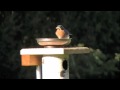 feeding bluebirds