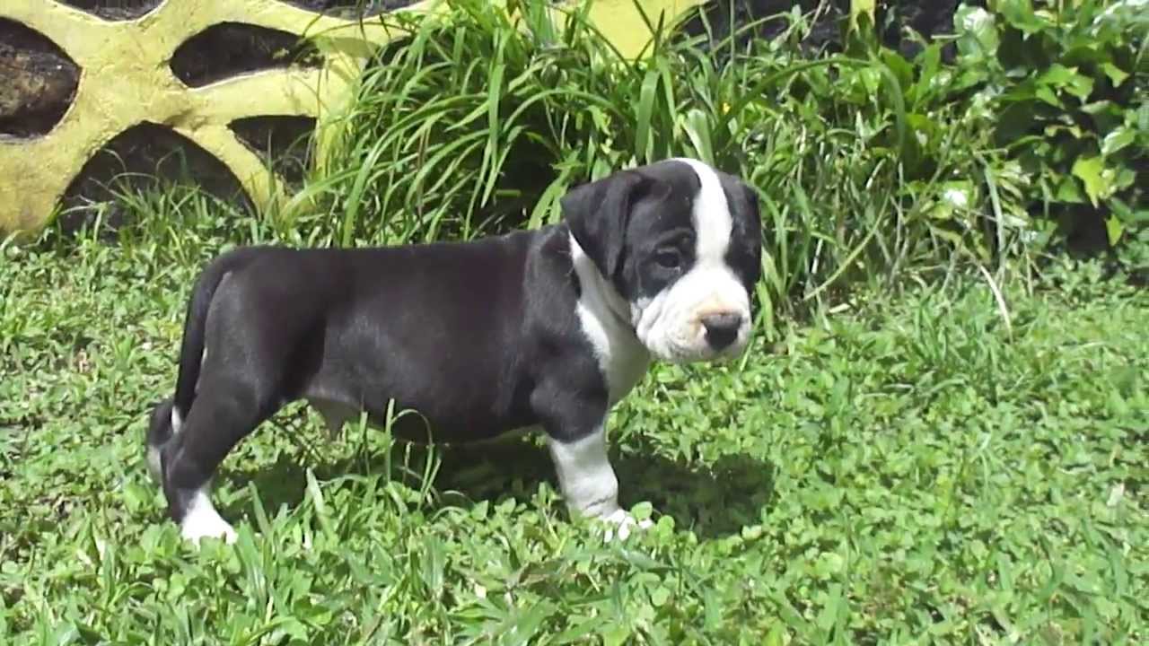 PITBULL NEGRO CACHORRO - YouTube