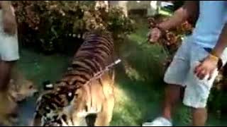 See How Slave Tiger Becomes Coward In Front Of Dog Fact Teller