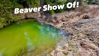 : After Dam Collapse Finally - BEAVER!