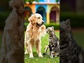 cat and dog very good dance kero #shorts #shortvideo #dog  and #dog Dance kero
