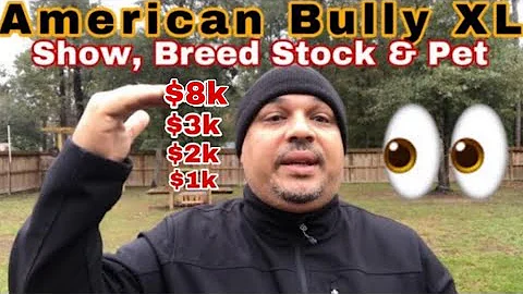 Comment reconnaître un vrai American Bully ?