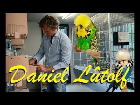 BEST SHOW BUDGIES -Daniel Lütolf "the Swiss Budgie Maestro & his flying heroes" THE END WAY part 1/4