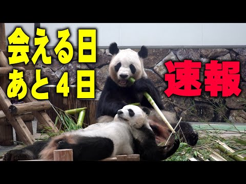 めいっぱい回って見た】良浜の様子が変 アドベンチャーワールド